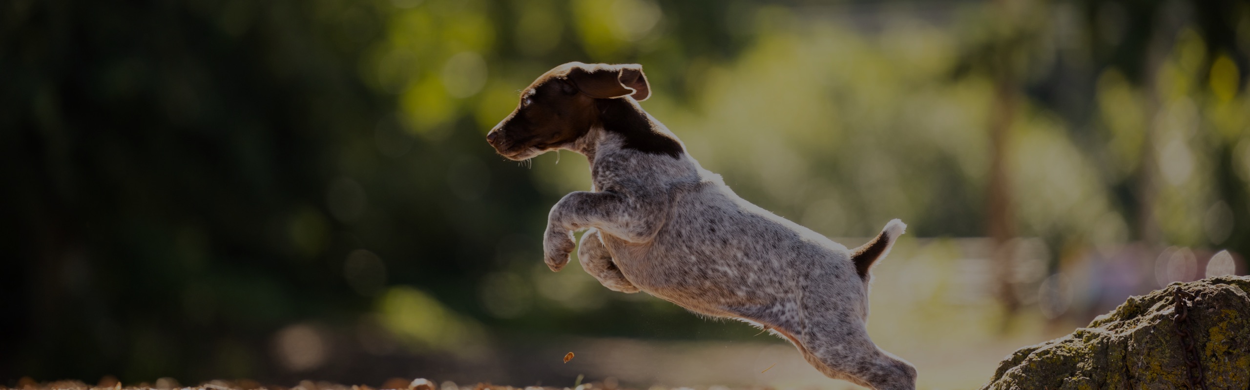 A puppy leaping through a sunlit field