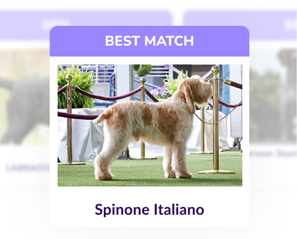 A spinone Italiano standing at attention