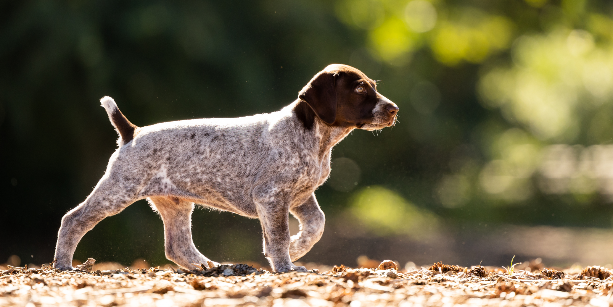 A german shorthaired pointer walking