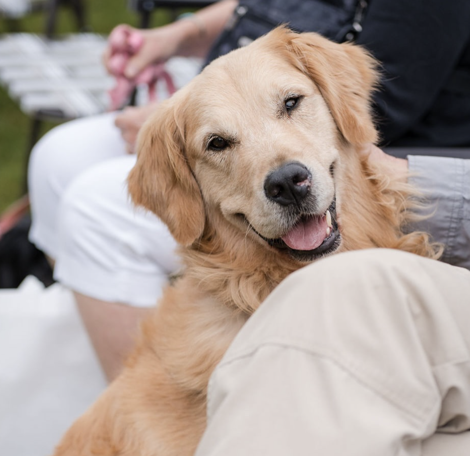 Golden retriever with its owner