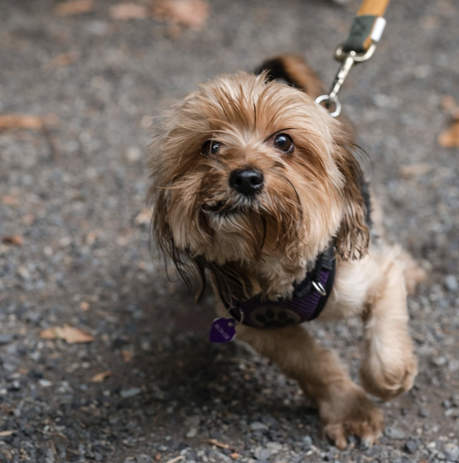 Small tan dog on a walk