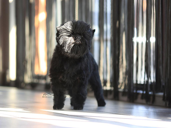 image of Affenpinscher