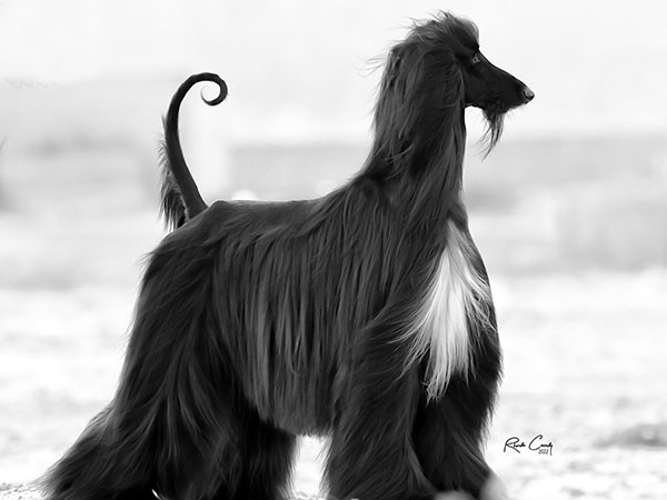 image of Afghan Hound