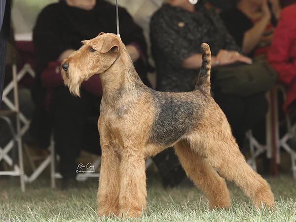 image of Airedale Terrier