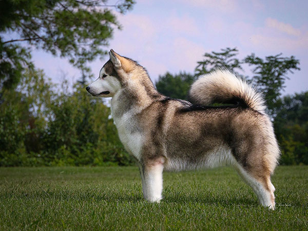 image of Alaskan Malamute