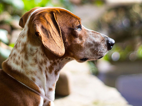 image of American English Coonhound