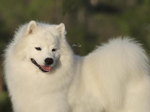 image of American Eskimo Dog