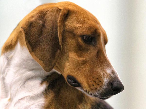 image of American Foxhound