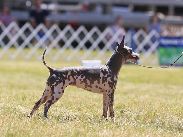 image of American Hairless Terrier