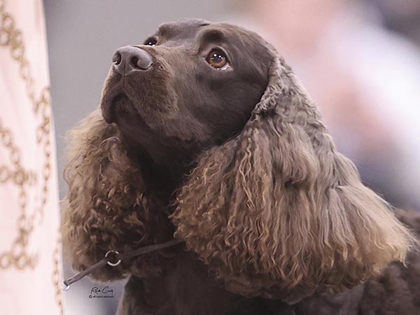 image of American Water Spaniel