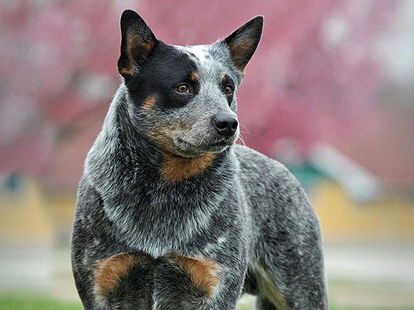 image of Australian Cattle Dog