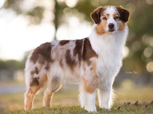 image of Australian Shepherd