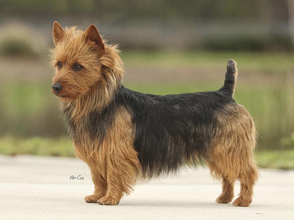 image of Australian Terrier