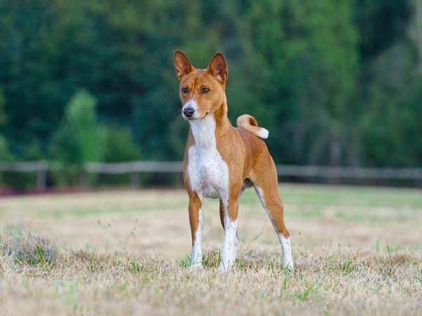 image of Basenji