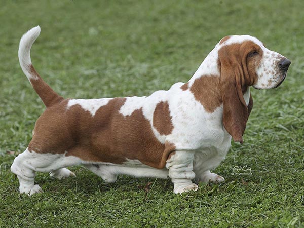 image of Basset Hound