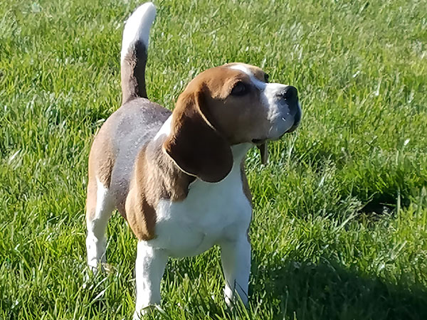 image of Beagle