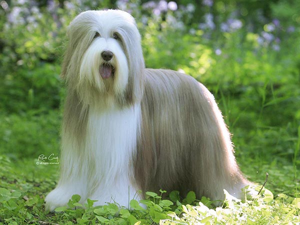 image of Bearded Collie