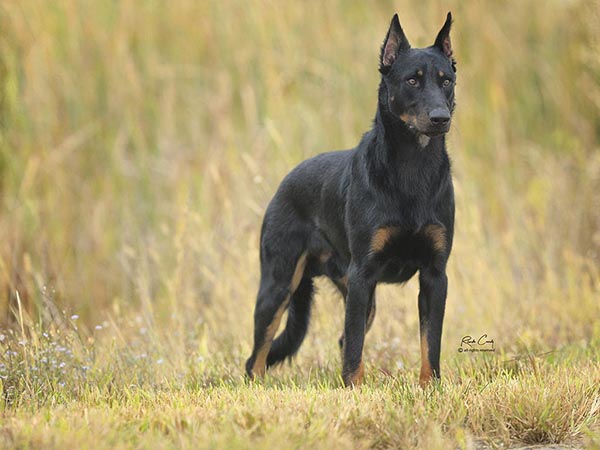 image of Beauceron