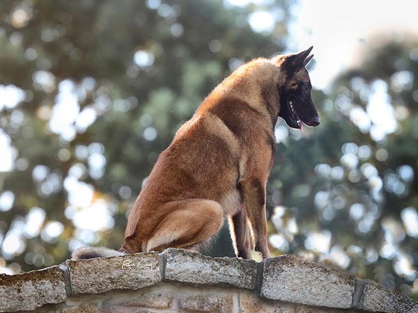 image of Belgian Malinois