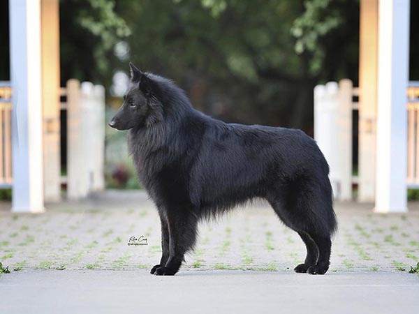 image of Belgian Sheepdog