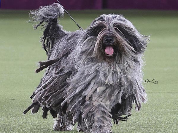 image of Bergamasco Sheepdog