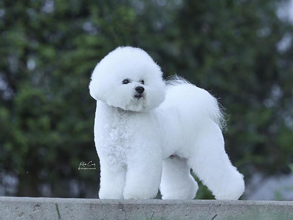 image of Bichon Frise