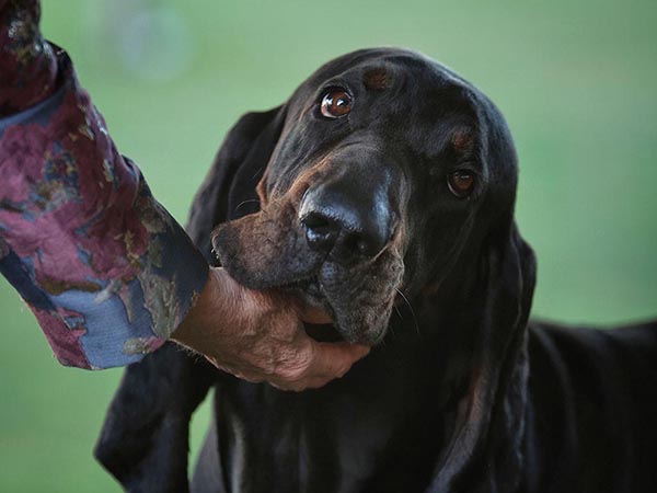 image of Black and Tan Coonhound