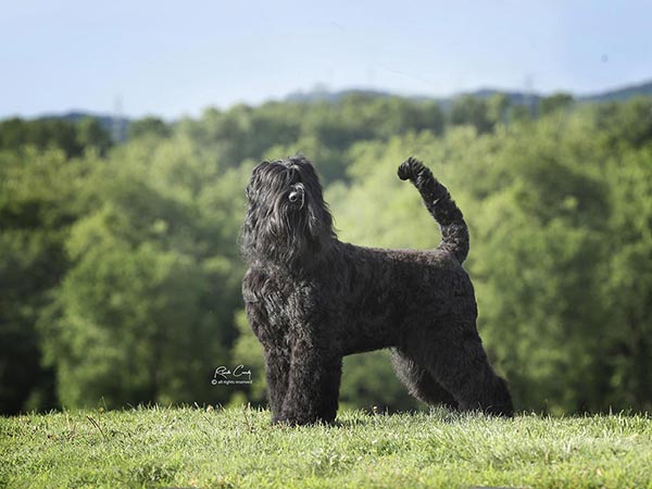 image of Black Russian Terrier