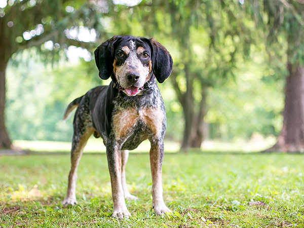 image of Bluetick Coonhound