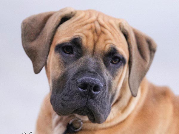 image of Boerboel