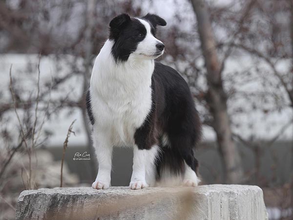 image of Border Collie