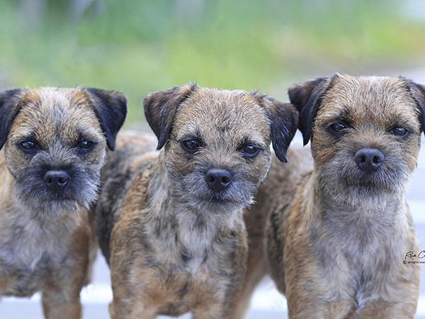 image of Border Terrier