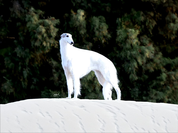 image of Borzoi