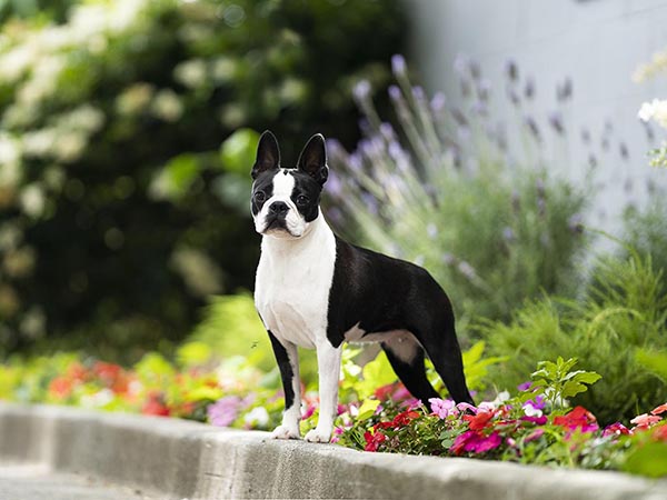 image of Boston Terrier