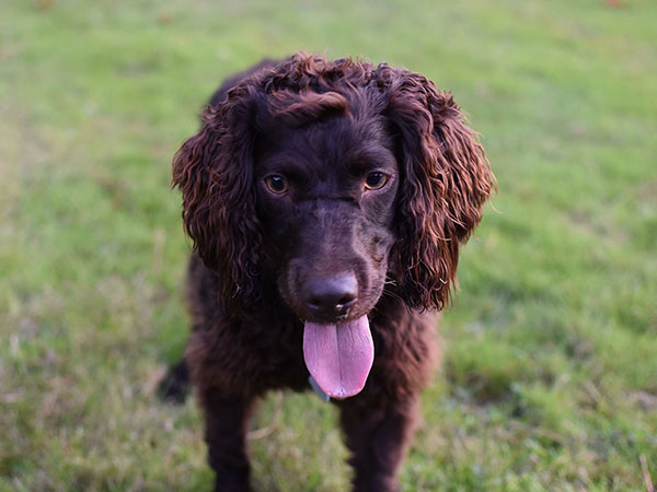 image of Boykin Spaniel