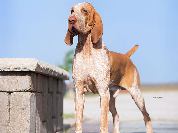 image of Bracco Italiano