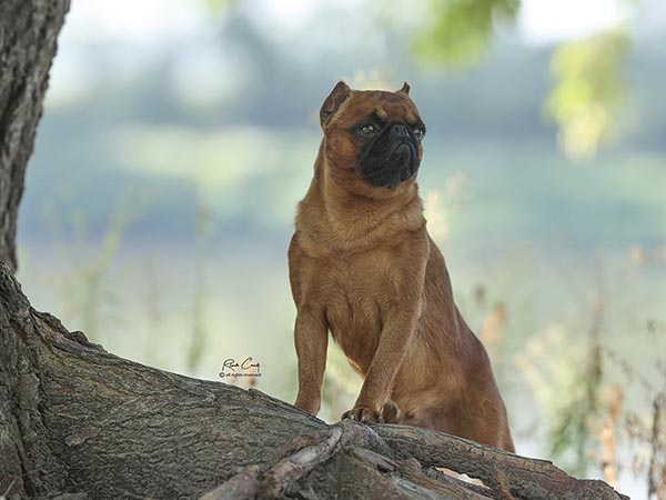 image of Brussels Griffon