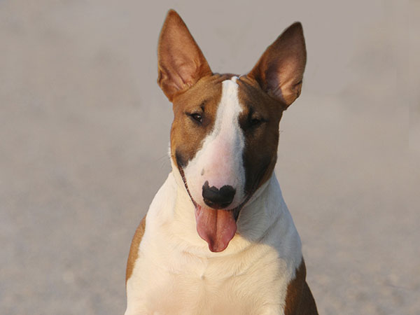 image of Bull Terrier