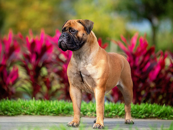 image of Bullmastiff