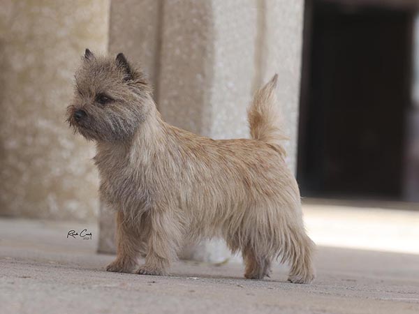 image of Cairn Terrier