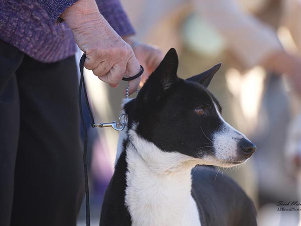 image of Canaan Dog