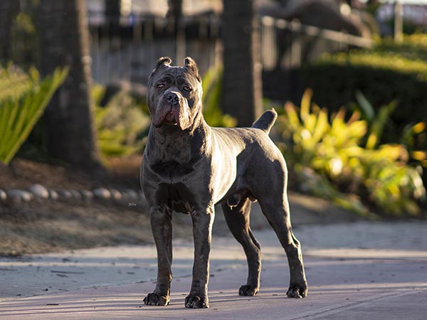 image of Cane Corso