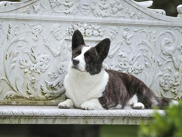 image of Cardigan Welsh Corgi