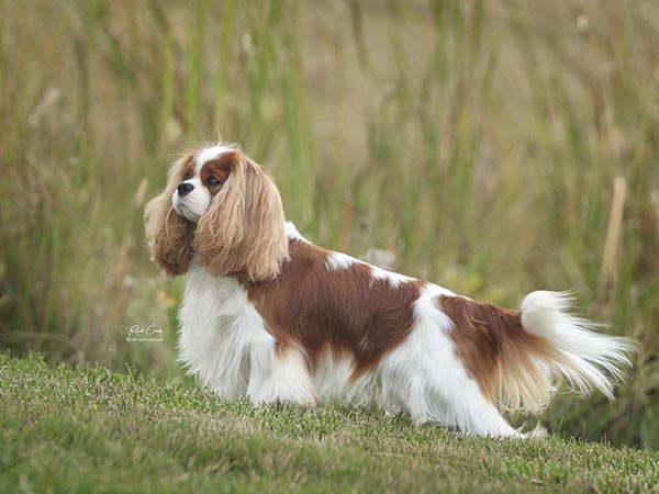 image of Cavalier King Charles Spaniel