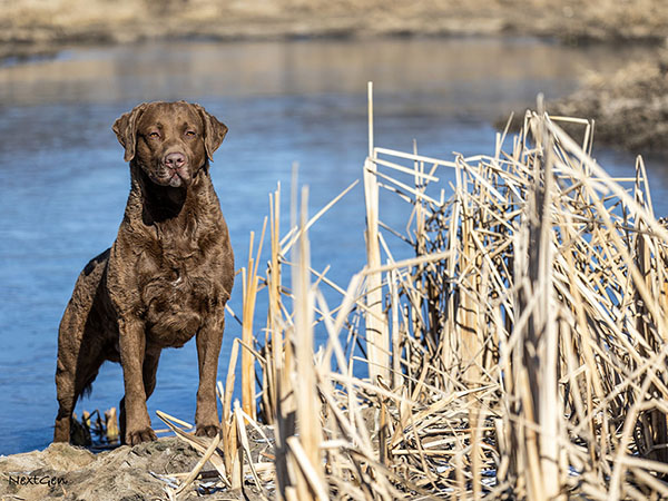 image of Chesapeake Bay Retriever