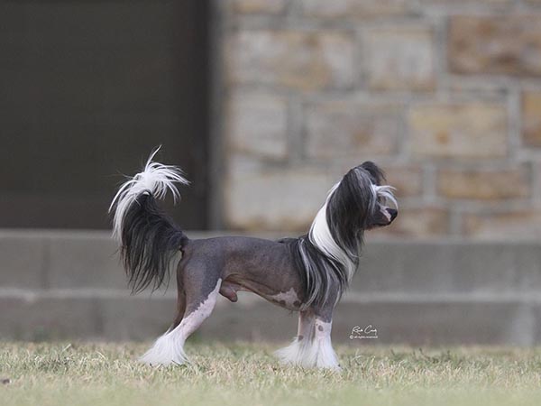 image of Chinese Crested