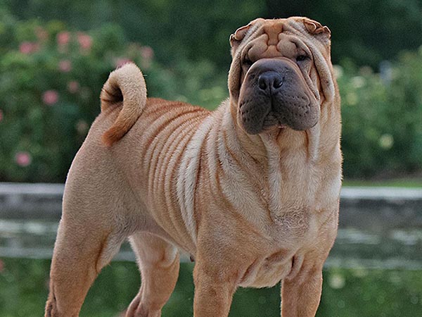 image of Chinese Shar-Pei