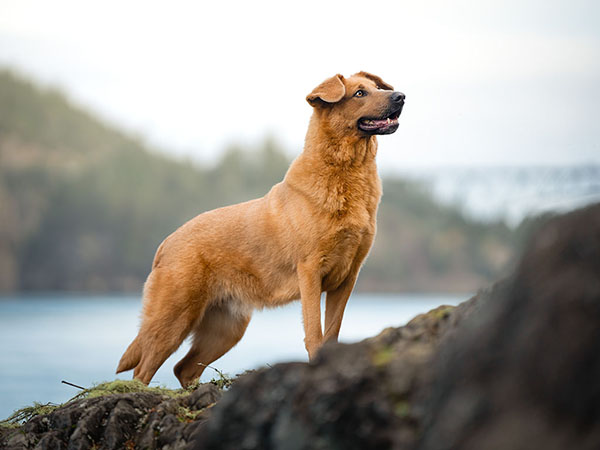 image of Chinook