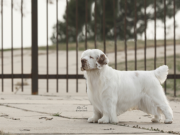 image of Clumber Spaniel