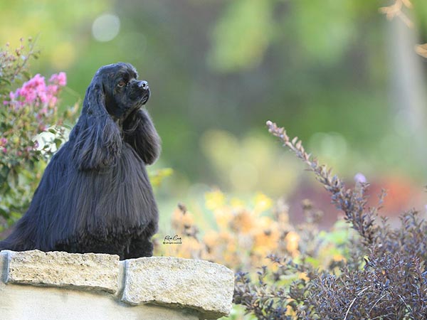 image of Cocker Spaniel